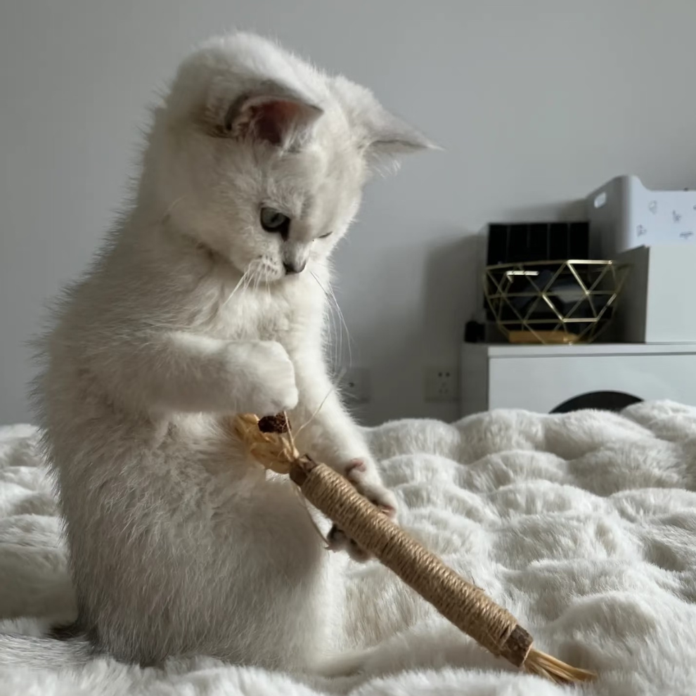 Matatabi Kitty Sticks