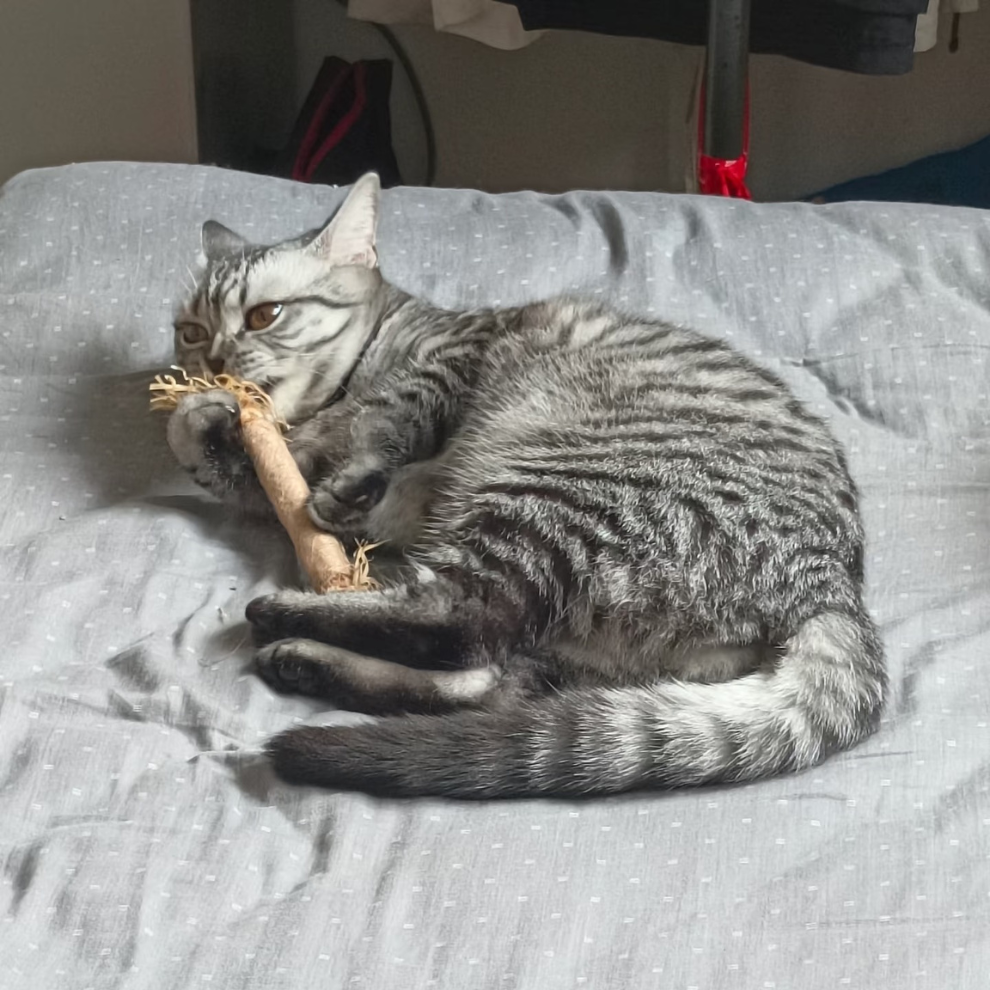 Matatabi Kitty Sticks